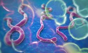 El Ministerio de Salud elaboró un plan preventivo por el ébola