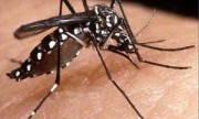 Advierten sobre la circulación de dengue en las fronteras