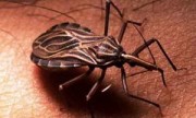 Anuncian producción nacional de un medicamento contra el Chagas
