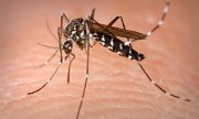 Casos de dengue bajaron un 46% en 2012
