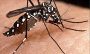 Buscan controlar el dengue con mosquitos genéticamente modificados