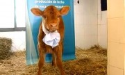 Rosita ISA, la vaca argentina que produce “leche maternizada”