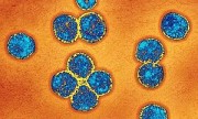 Según la OMS es “probable” que nuevo coronavirus se contagie entre humanos