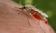 El eslabón débil del ciclo de la malaria