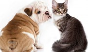 ¿Qué enfermedades pueden contagiarnos las mascotas?