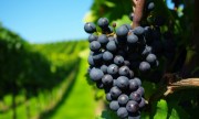 Investigan una toxina cancerígena que aparece en las uvas