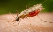 Científicos argentinos hallan hongo que elimina al mosquito del chikungunya y dengue