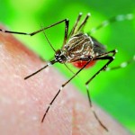 Recomiendan no automedicarse ante los primeros síntomas del dengue