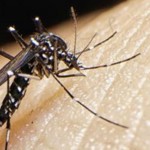 ¿Qué más tenés que saber sobre el mosquito vector del dengue?
