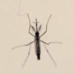OMS aprueba primera vacuna contra dengue
