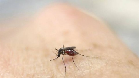 10 mitos y verdades sobre el dengue